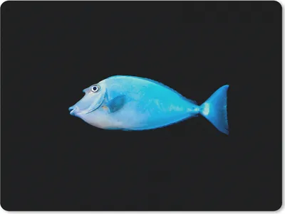 Produktbild von MuchoWow® Mauspad Mousepad Fische - Meerestiere - Schwarz 23x19 cm - Mousepads - Maus Mat - Pad - Mausunterlage - Schreibtischunterlage - Mauspad