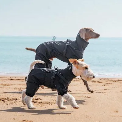Image de Veste imperméable et réfléchissante pour chien, gris, taille 3XL