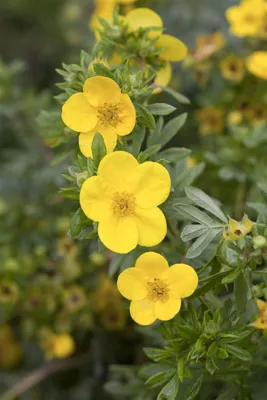 Produktbild von Potentilla fruticosa 'Kobold', Fingerstrauch, gelb, 25–30 cm