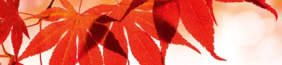 Obrázek produktu pro Fototapeta do kuchyně - Červené listy 260 x 60 cm - Samolepicí fólie