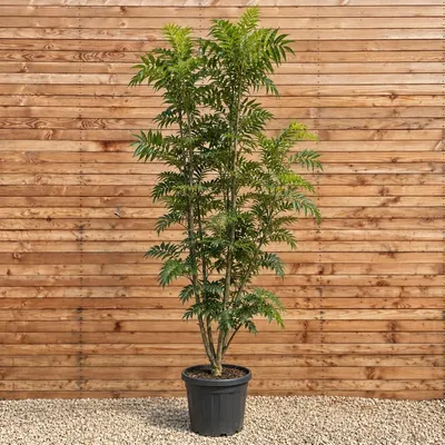 Produktbild von Eberesche Dodong 200-250 cm - Sorbus mehrstämmig