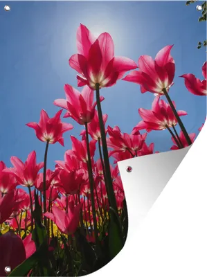 Produktbild von MuchoWow® 60x80 cm Outdoor-Poster Gartendeko Sichtschutz Garten Poster für den Garten  Rosa Tulpenfeld