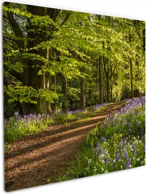 Produktbild von Wallario Premium Leinwandbild Blaues Hasenglöckchen im Sommerwald in Größe 50 x 50 cm