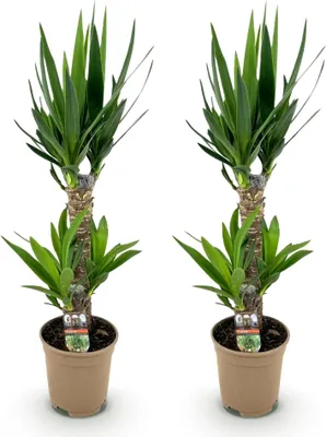 Image de Yucca Elephantipes - 2 plantes - 75cm - 17cm - Yucca facile d'entretien aux