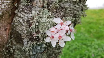 Image de Prunus cerasifera 'PIssardii Nigra' / Prunier pourpre