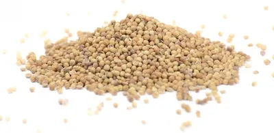Produktbild von Koriander (ganz) - Kräuter - reine Kräuter - Koriandersamen - Korianderkörner - 40g