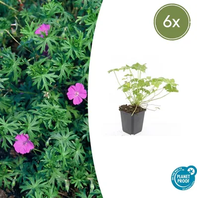 Obrázek produktu pro Půdopokryvné rostliny - Geranium sanguineum 'Tiny Monster' - 9cm květináč - sada 6 rostlin
