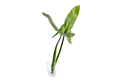 Obrázok produktu pre Gardners Philodendron Silver Queen - odrezky na zakorenenie