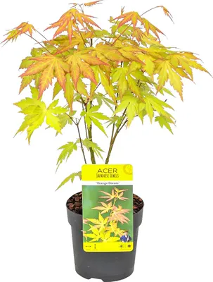 Zdjęcie produktu dla Bloomique - Acer Palmatum Orange Dream - Klon palmowy - Pomarańczowy liść - Rośliny ogrodowe - Odporne na zimę - Wysokość 20-30 cm - Doniczka 10,5 cm