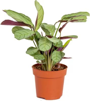 Image de Bloomique - Ctenanthe 'Amagris' - par pièce - Plante d'intérieur - Pot 12 cm - Hauteur 10-20 cm