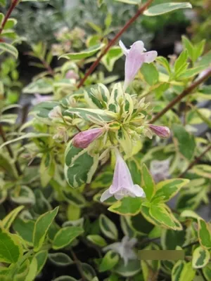 Produktbild von Abelie Hopleys - Abelia grandiflora Hopleys 30-40cm