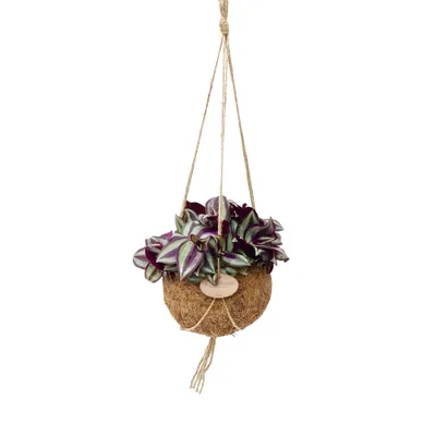 Obrázek produktu pro Kokodama Tradescantia zebrina (L)
