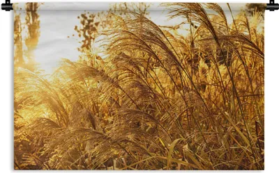 Produktbild von MuchoWow® Wandteppich Wandbehang Pampasgras - Sonne - Gras 120x80 cm Tapisserie Dekoration Wandtuch - Wanddekorationen - Wandtücher