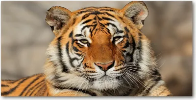 Produktbild von Tulup Glas-Bild -140x70- Wandkunst Dekorative Wand für Küche & Wohnzimmer - Tiere - Bengalischer Tiger - Orange