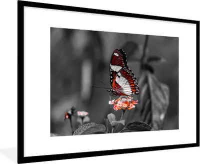 Produktbild von MuchoWow® Gerahmtes Poster Schmetterling - Tiere - Blumen - Schwarz und weiß - Orange 90x60 cm - Poster mit Schwarzem Bilderrahmen Wandposter Rahmen Foto Bilder - Wanddekoration - Fotos