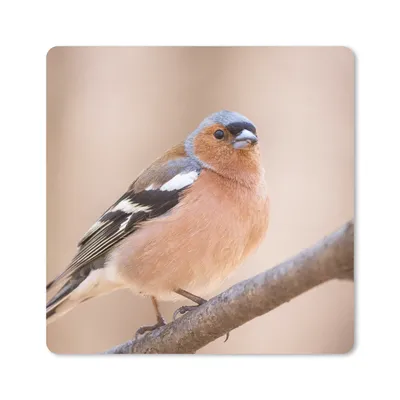 Produktbild von MuchoWow® Mauspad Mousepad Vogel - Tiere - Fink 30x30 cm - Mousepads - Maus Mat - Pad - Mausunterlage - Gaming