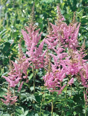 Produktbild von Astilbe chinensis Visions in Pink, im Topf