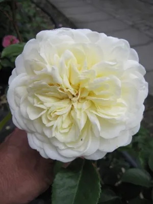 Produktbild von Englische Strauchrose - Rosa Tranquillity ® Synonym Ausnoble ® - Austin-Rose