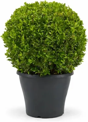 Produktbild von Buchsbaum Kugel Ø 22–25 cm – Buxus sempervirens sempervirens – immergrüne Gartenkugel, Formschnitt Buchsbaum für Garten, Terrasse & Balkon