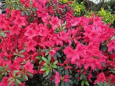 Produktbild von Japanische Azalee Georg Arends - Rhododendron obtusum Georg Arends - 20-25cm