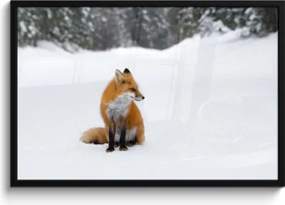 Produktbild von MuchoWow® MuchoWow® Gerahmtes Poster Fuchs - Schnee - Winter 90x60 cm - Poster mit zchwarzem Bilderrahmen - Fotorahmen - Foto-Plakat
