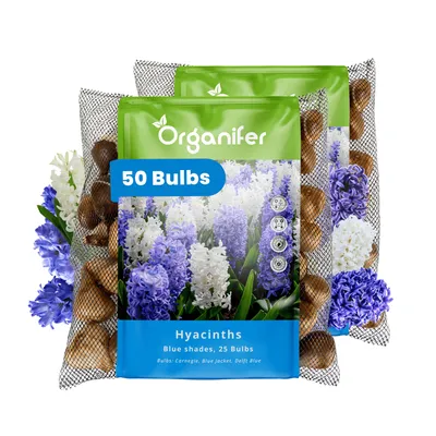 Produktbild von 50 Hyazinthenzwiebeln – Blautöne (XXL-Zwiebelgröße 16/17 cm) - Organifer