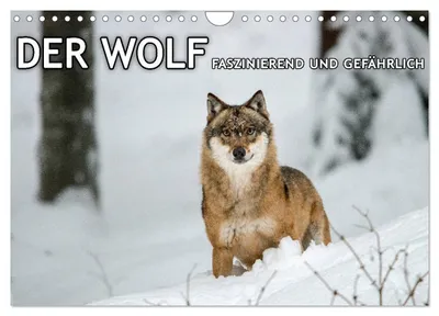 Produktbild von DER WOLF - faszinierend und gefährlich (Wandkalender 2027 DIN A4 quer), CALVENDO Monatskalender