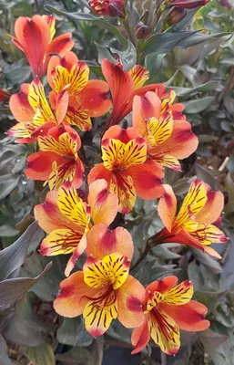 Image de Alstroemeria x GARDEN 'Indian Summer'® / Lys des Incas