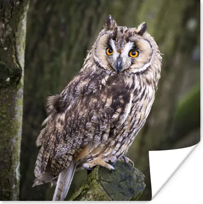 Produktbild von MuchoWow® Poster Eule - Nahaufnahme - Baum 50x50 cm - Wohnzimmerdekoration