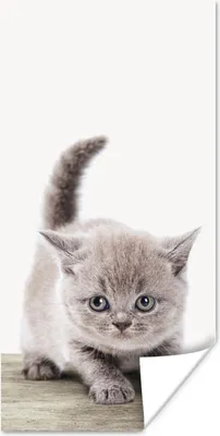 Produktbild von MuchoWow® Poster Kätzchen - Katze - Haustiere - Jungen - Kinder - Mädchen 20x40 cm - Plakat - Foto