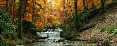 Produktbild von Wallario Poster - Kleiner Bach über Steine im Herbstwald, Kunstdruck Größe: 80 x 200 cm