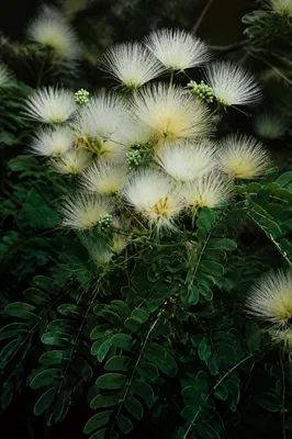Produktbild von SaatPilot Albizia kalkora 50 Samen Kalkora-Seidenbaum