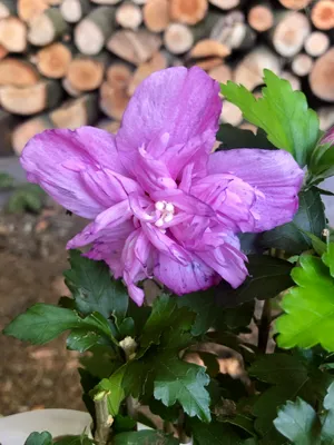 Produktbild von Hibiscus syriacus 'Ardens' - Garteneibisch 40-60 cm Container
