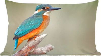 Produktbild von MuchoWow® Zierkissen Sofakissen Wohnzimmer Dekokissen 60x40 cm Vogel - Eisvogel - Zweig - Kopfkissen - Polster mit Foto