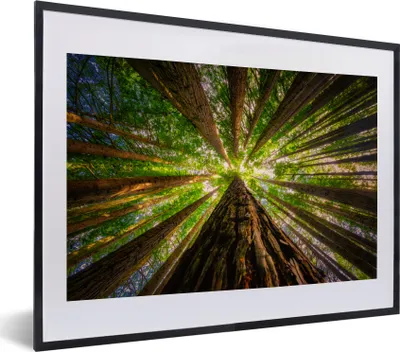 Produktbild von MuchoWow® MuchoWow® Gerahmtes Poster Wald - Baum - Holz 40x30 cm - Poster mit zchwarzem Bilderrahmen - Bilderrahmen - Poster im Rahmen