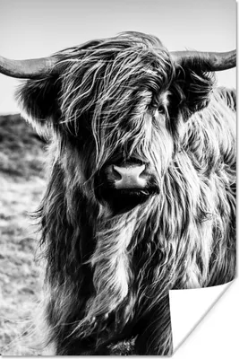 Produktbild von MuchoWow® Poster Schottischer Highlander - Natur - Kuh - Schwarz - Weiß 40x60 cm - Plakate für die Wand - Poster Babyzimmer
