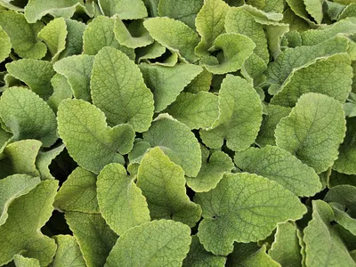 Obrázok produktu pre Phlomis russeliana 24 rastlín Trvalky so žltými kvetmi Slnečné až