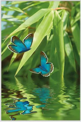 Produktbild von Wallario Wandbild Schmetterlinge in Reflektion, Größe: 61 x 91,50 cm, Poster mit weißem Aluminiumrahmen