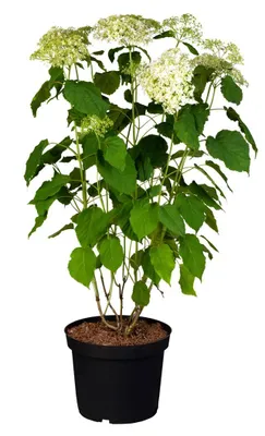 Produktbild von Hydrangea arborescens 'Annabelle', Schneeballhortensie, weiß, 40–60 cm