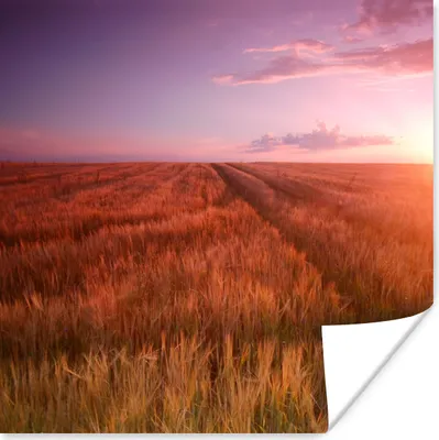 Produktbild von MuchoWow® Poster Wiese - Sonne - Abend - Landschaft 100x100 cm - Babyzimmer