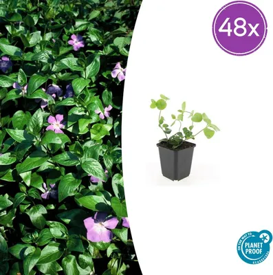 Image de Vinca major | 48 pièces - 10-25cm - Ø9cm - Plante de jardin
