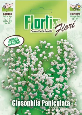 Produktbild von Rispiges Schleierkraut | Schleierkrautsamen von Flortis
