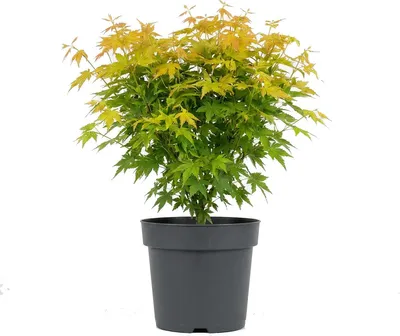 Zdjęcie produktu dla Bloomique - Acer Palmatum Orange Dream - Klon japoński - Rośliny ogrodowe - Mrozoodporne - 50-70 cm wysokości - doniczka 19 cm
