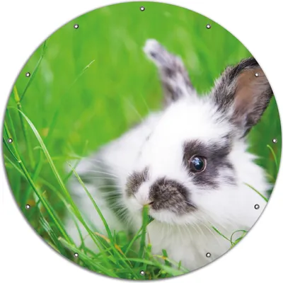 Produktbild von Wallario rundes Outdoor-Poster für Garten oder Balkon, Motiv Süßer Hase im grünen Gras, 120 cm Durchmesser