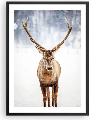 Produktbild von Gerahmtes Poster - Schwarzer Rahmen - Hirsch Geweih Winter - 50x70 cm - Wand Bild - Wanddeko - Wandbilder - Kunstposter - Wandposter - Bilderrahmen - Bilder - Kunstdruck - P2BPA50x70-5141