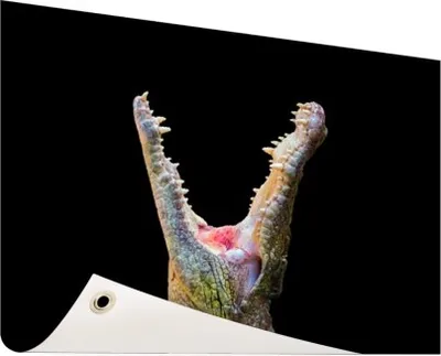 Produktbild von Gartenposter - 60x40 cm - Nahkrokodil  - Modernes Wandbilder - Wilde Tierposter