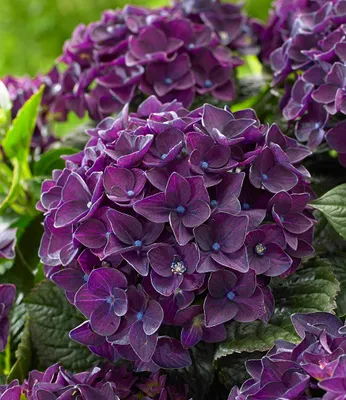 Produktbild von BALDUR Garten 1x Freiland-Hortensie 'Deep Purple Dance®', im 2 Liter-Topf, auffällige, dunkelviolette Blütenbälle, Blickfang im Garten & Kübel, pflegeleicht, mehrjährig & winterhart