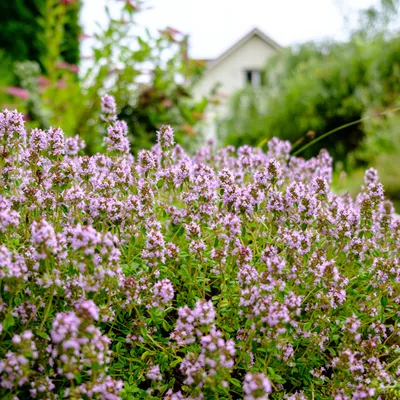 Image de Bloomique - Lot de 3 - Thymus Vulgaris - Thym commun - Aromates - Plantes de jardin - Résistant à l'hiver - Hauteur 10-20 cm - Pot 9x9 cm