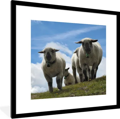 Produktbild von MuchoWow® Gerahmtes Poster Schafe - Berge - Alpen 40x40 cm - Poster mit Schwarzem Bilderrahmen Wandposter Rahmen Foto Bilder - Poster - Plakat im Rahmen