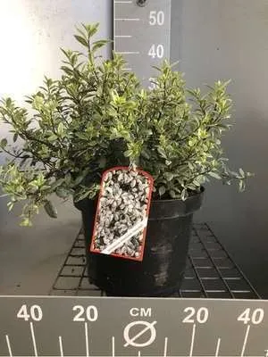 Zdjęcie produktu dla Pittosporum ten. 'Silver Ball'® - Australischer Lorbeer 25- 30 cm - Pojemnik